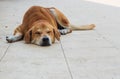 A male stray dog Ã¢â¬â¹Ã¢â¬â¹was comfortably sleeping on the tiled floor in the courtyard